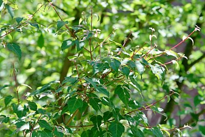 Acer crataegifolium 'Veitchii' - javor hloholistý - větev s listy